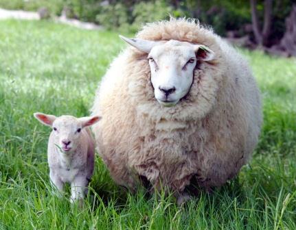 Купить одеяло из овечьей шерсти в Саратове
